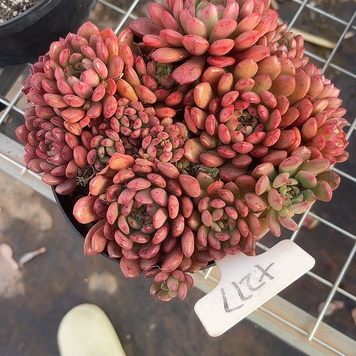 两单包邮，一物一拍277散