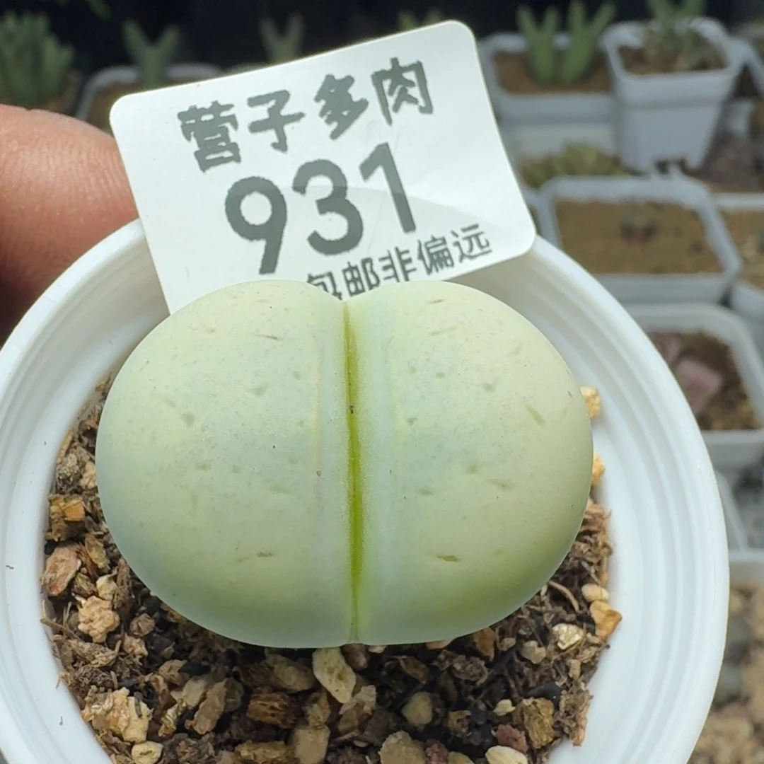 绿灵耀。 带盆土。