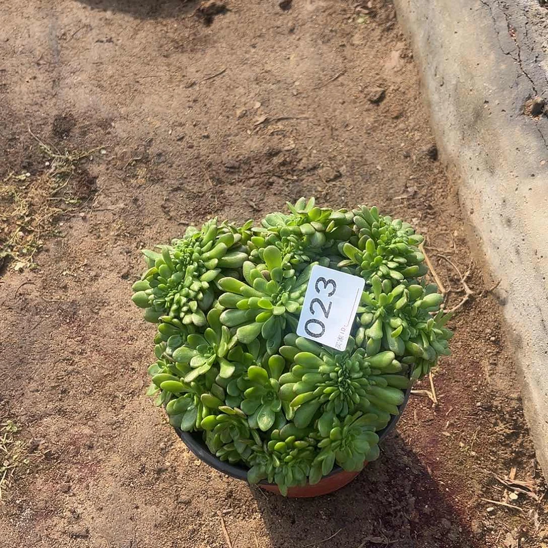 小狐狸缀多肉法师023