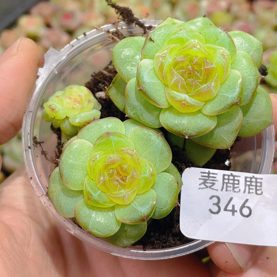 痕***迹346 定。