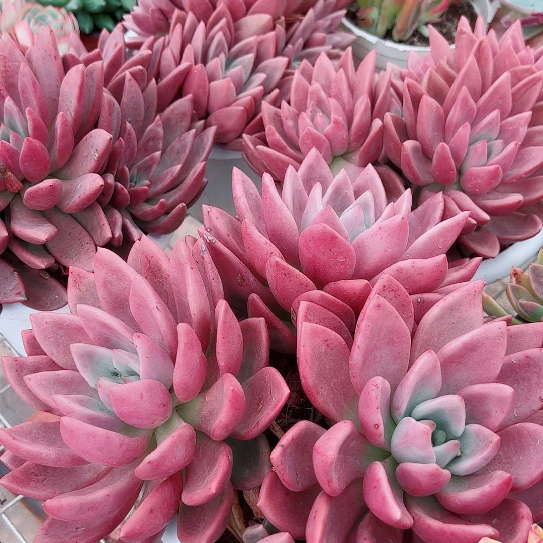 桃花源三大头起发超级大精品