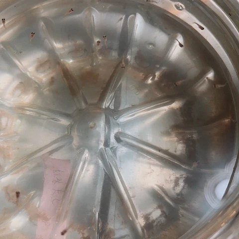 ****࿐海水深海蓝红头玻璃猫苗一桶