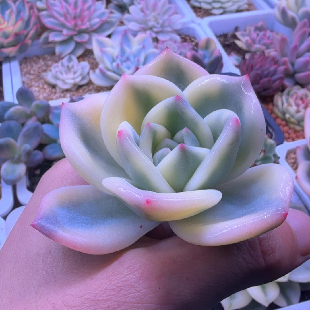 无花朵伊丽莎白锦 头盖