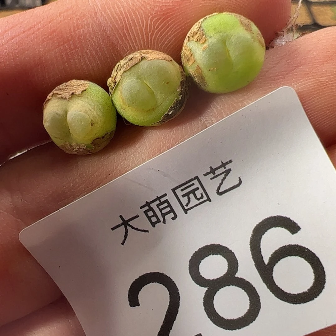 0000286 一物一拍……