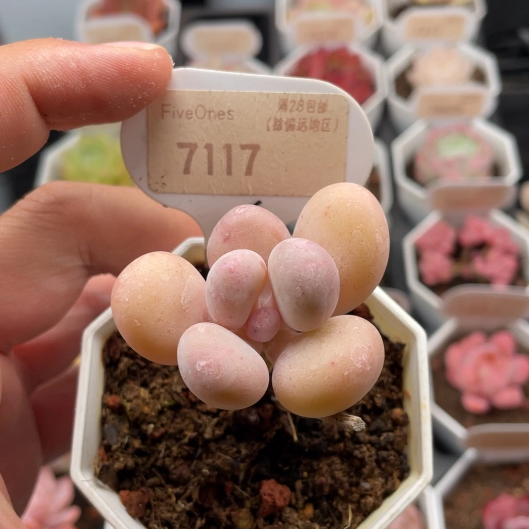 蛋黄奶酪7117-5厘米