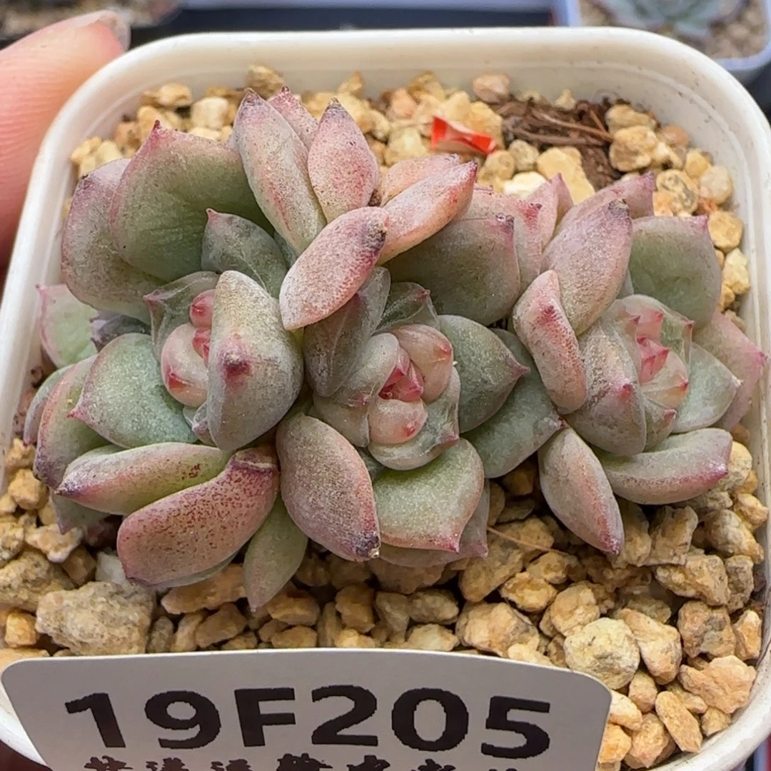 爱***蚁【满29包邮非偏远】205