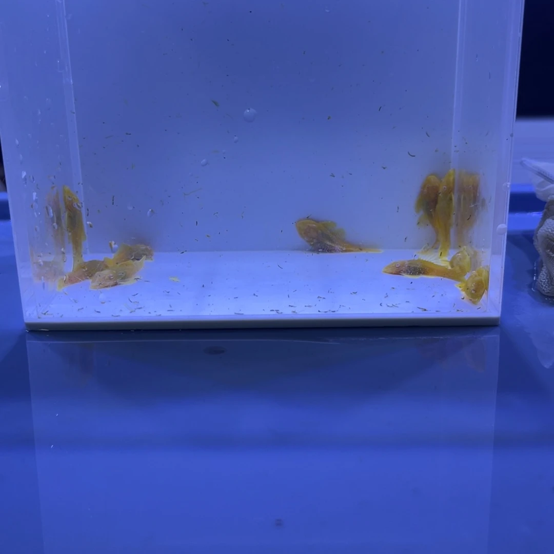 孔雀鱼胡子十条开箱视频报损