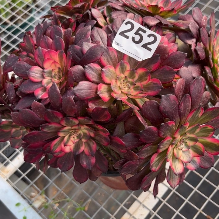 雪***心252烟花朵朵26厘米左右