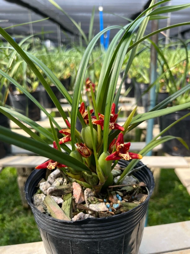 咖啡牛奶兰 腋唇兰 母亲兰 咖啡牛奶香味 浓香型