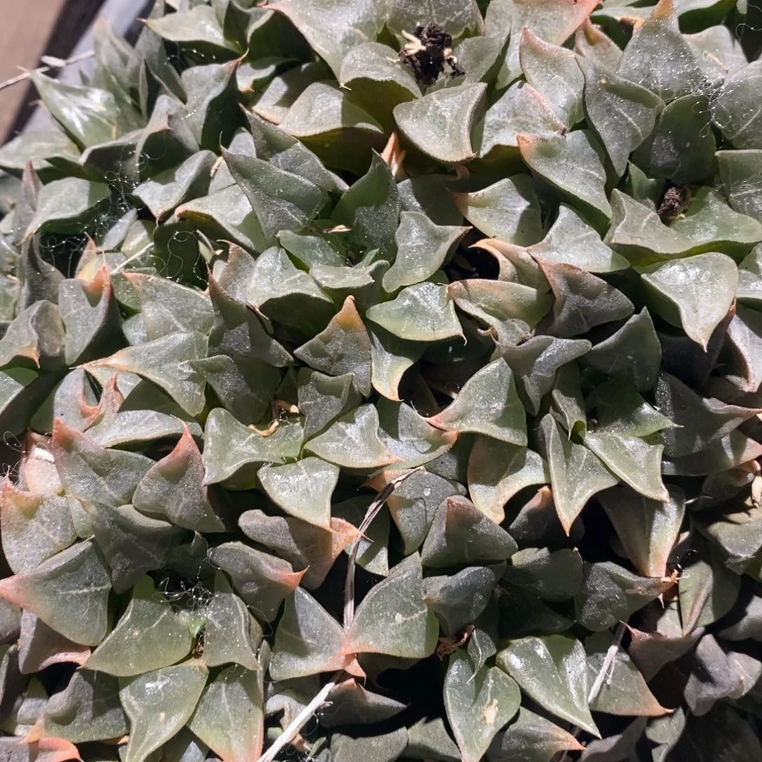 7173 一颗木叶克里克特。超级618福利。