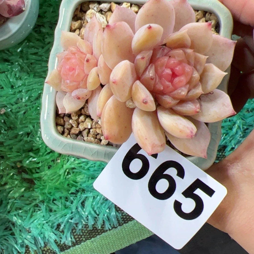 665 满38包邮一物一拍