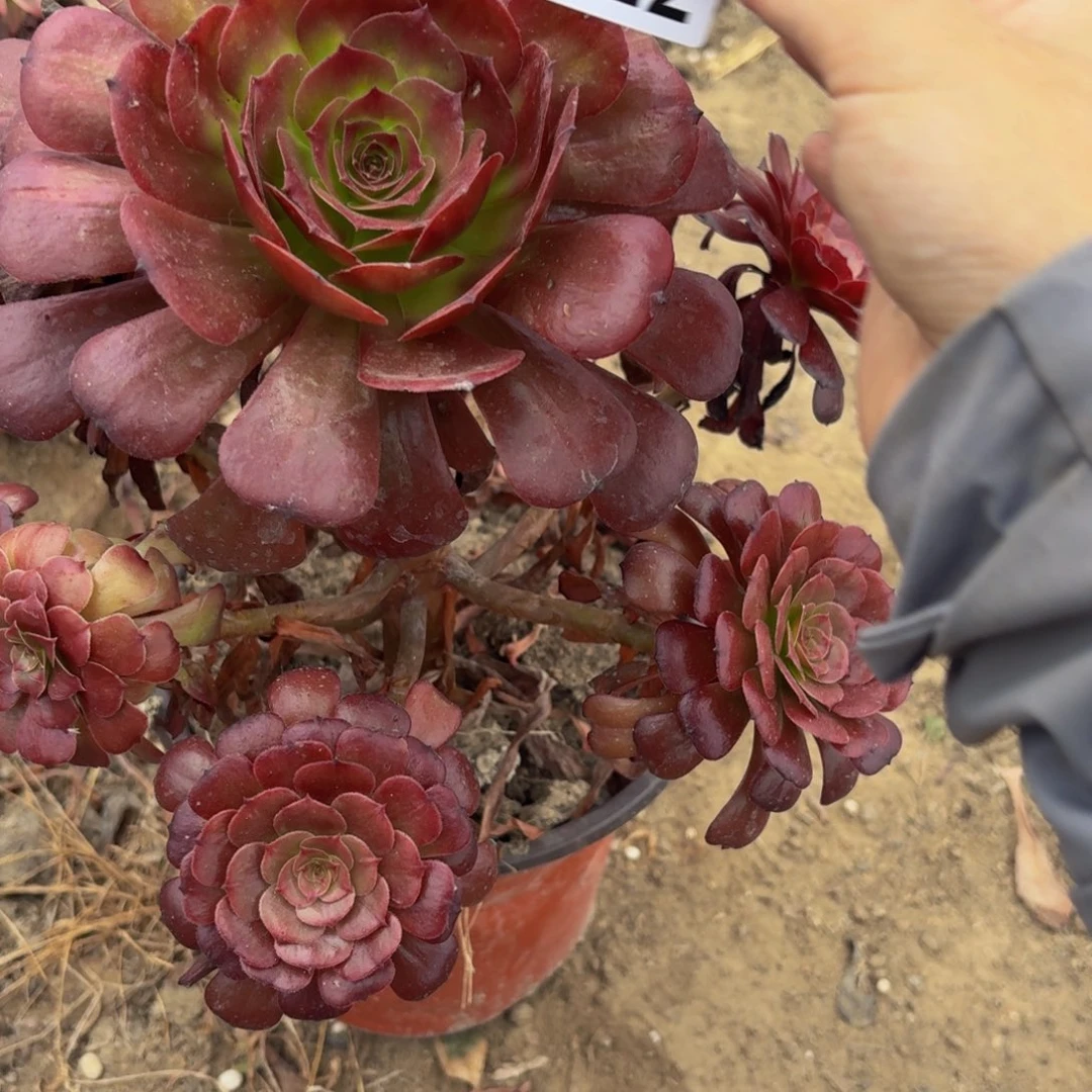 322多肉植物捧花的