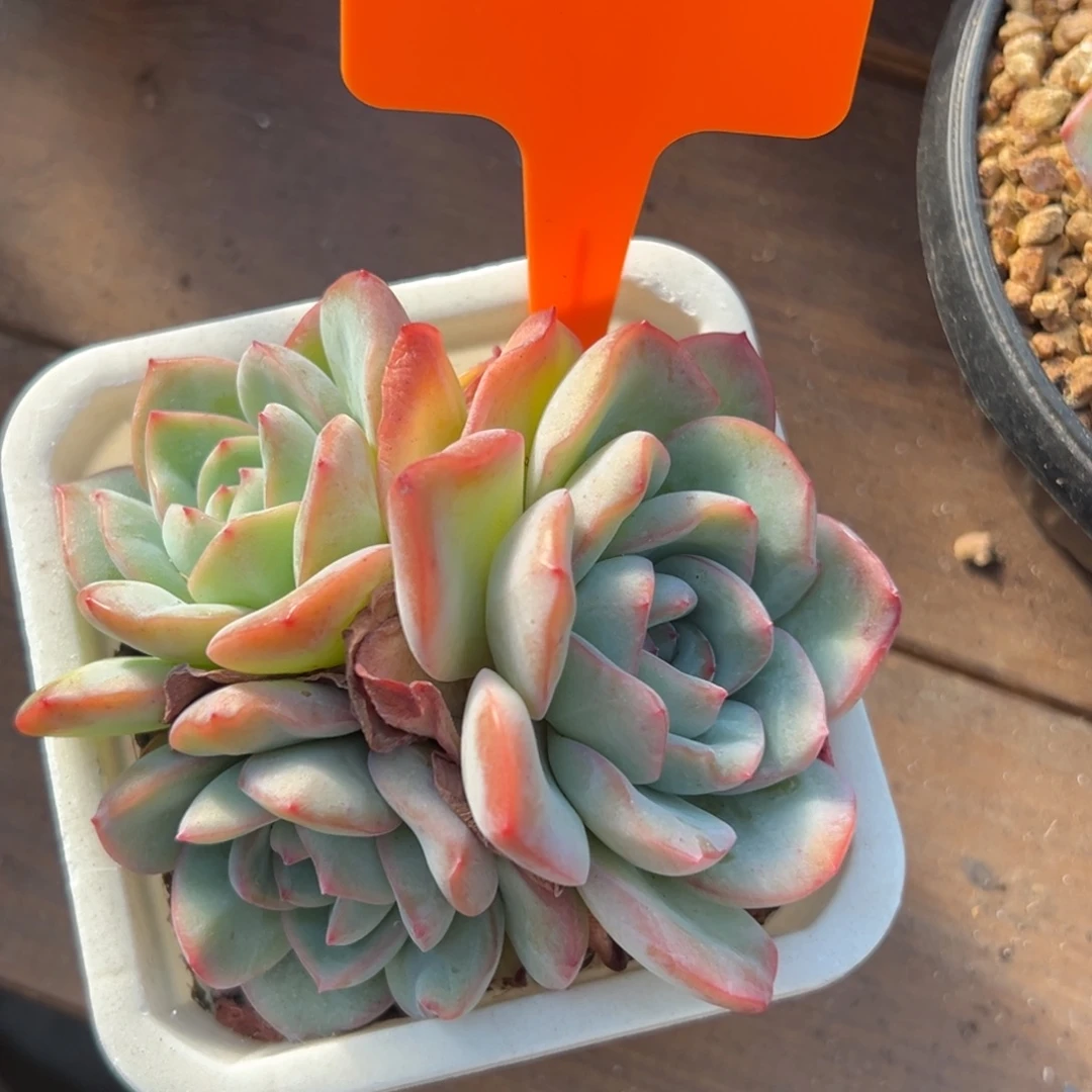 特价泡芙111111111111111
