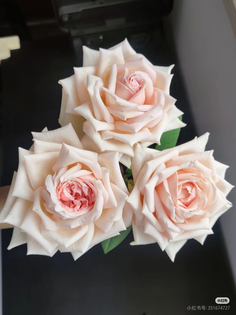 美琪玫瑰 两单包邮一单或低温不拍保温冻坏不售后