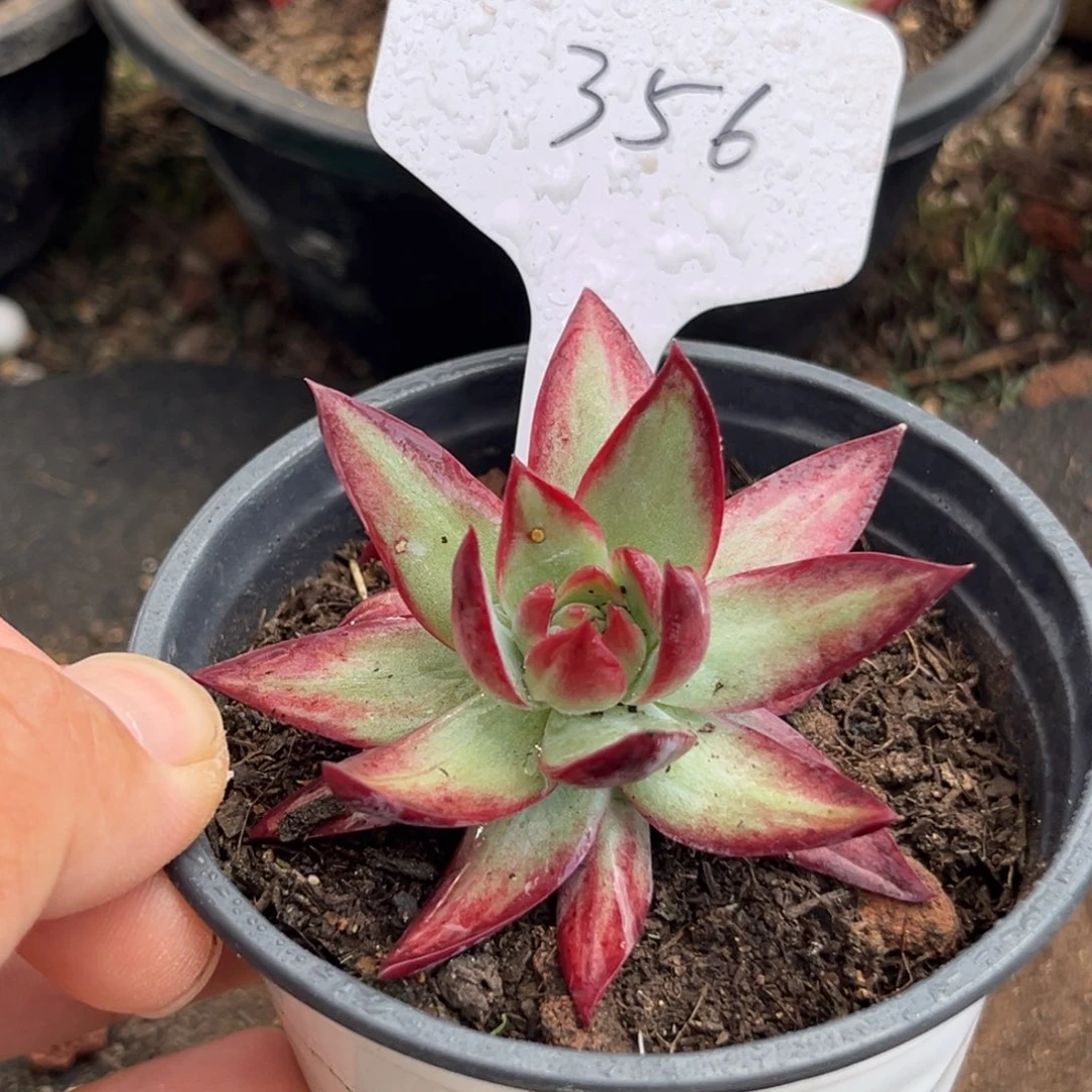 惊鸿仙子多肉植物356