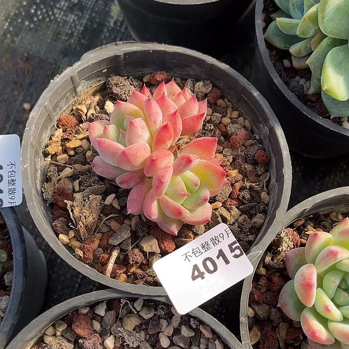 傲***猫阿雅园艺。         4016