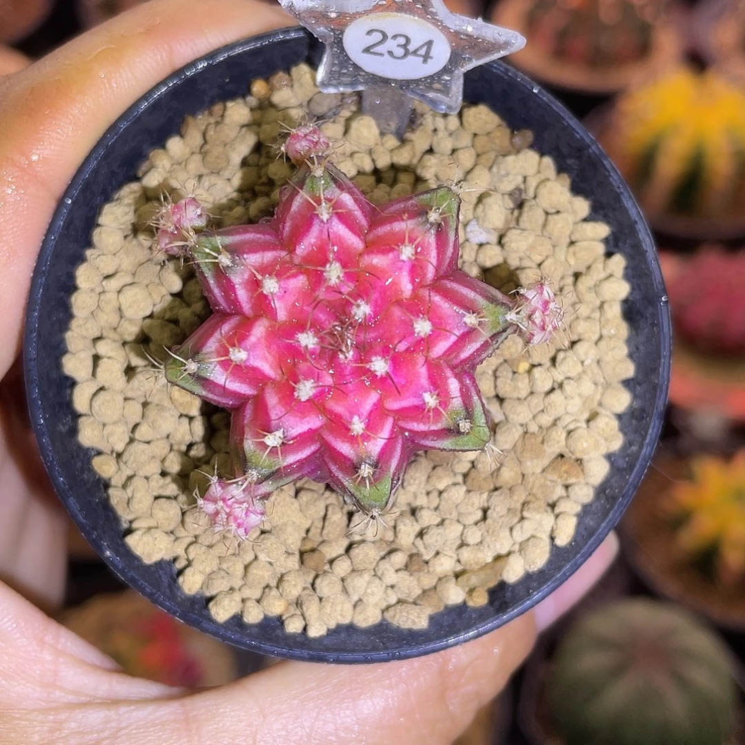 1-234米哈锦4.2厘米