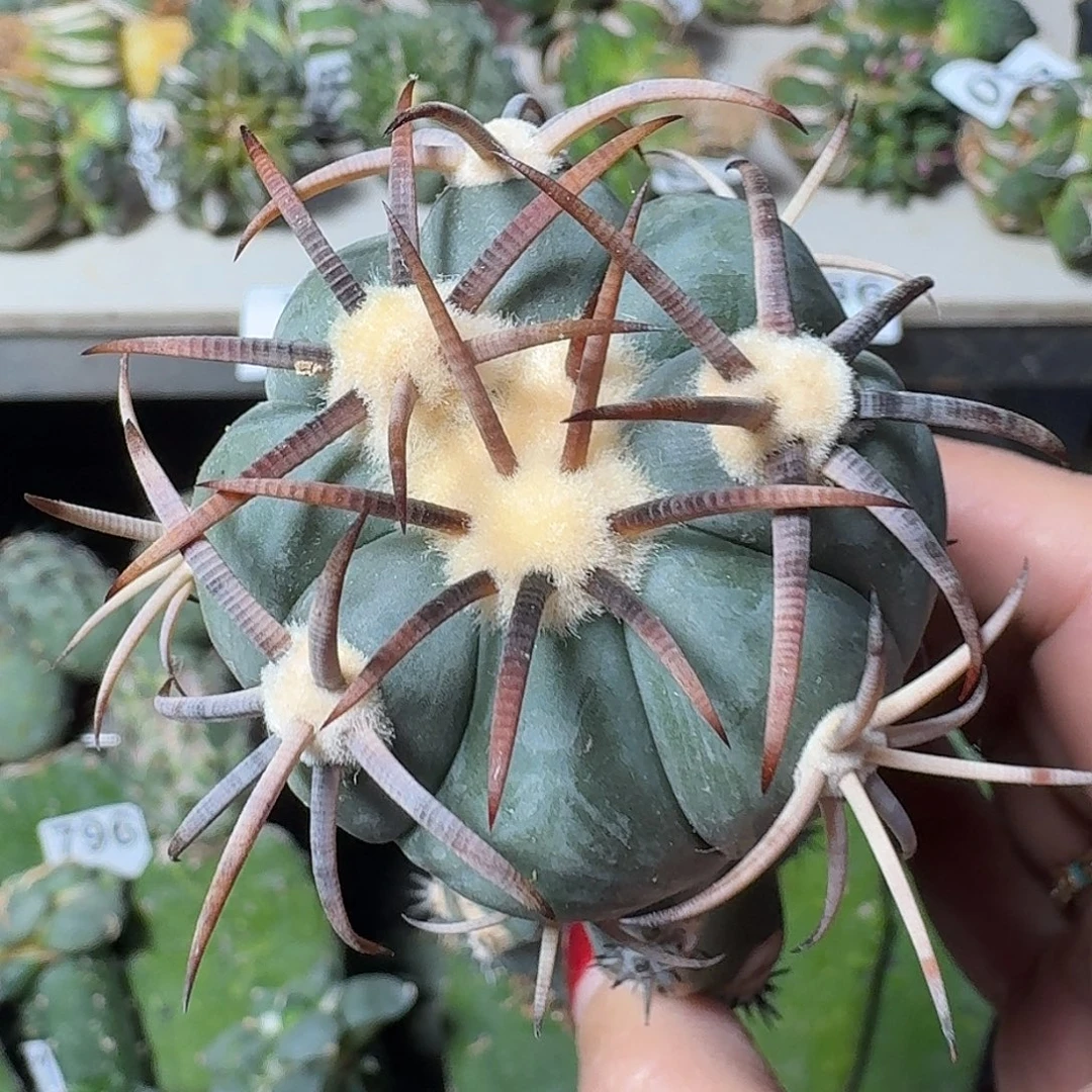 全部花朵苗接雷帝