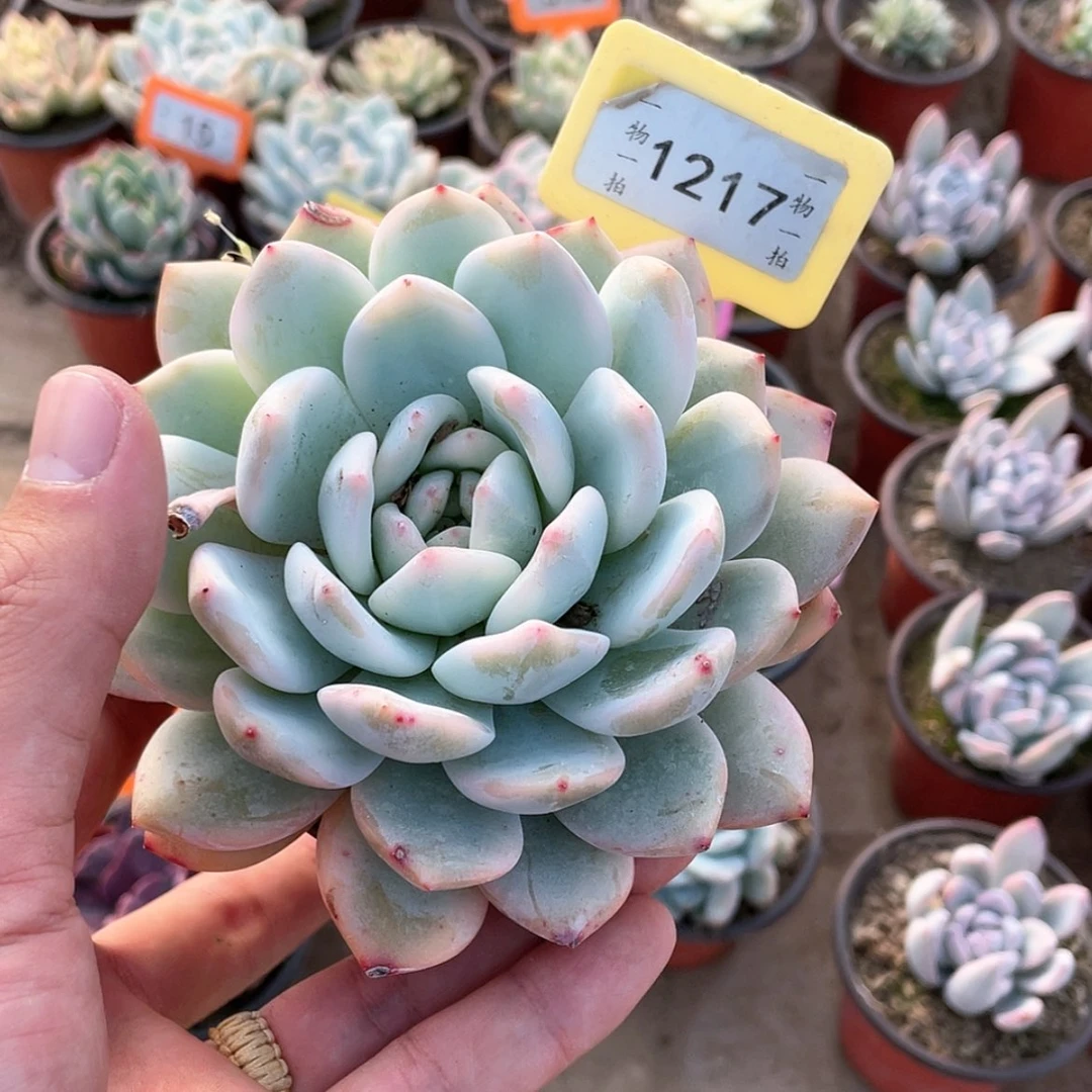 【闪购商品】满*肉1217号