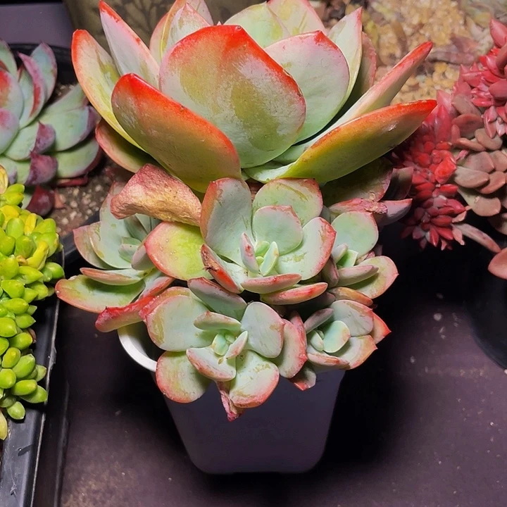 兰***沁多肉植物发货雪凤