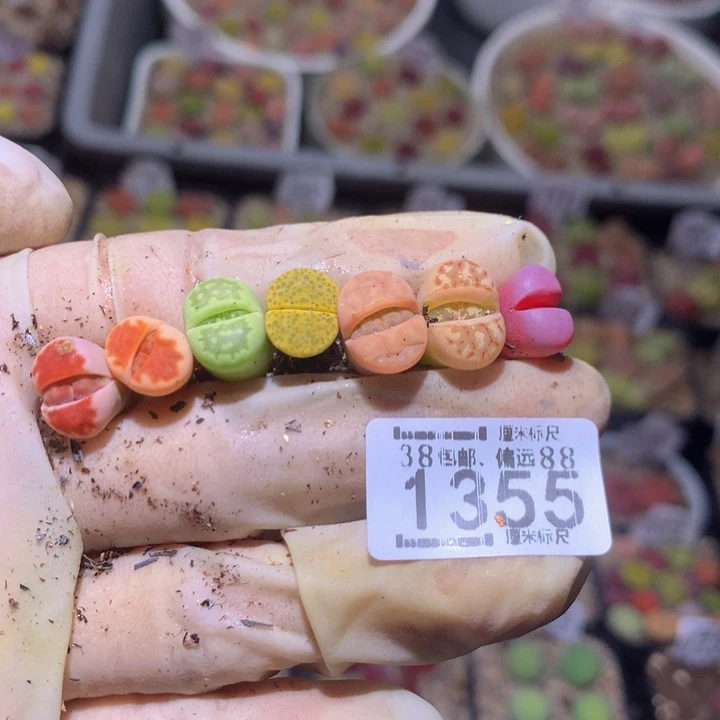小*Sss精品生石花1355
