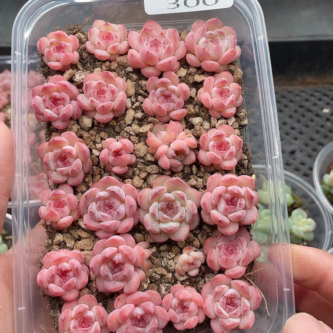 云糖心多肉植物300