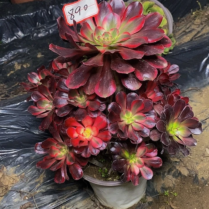 丽娜老桩捧花890号