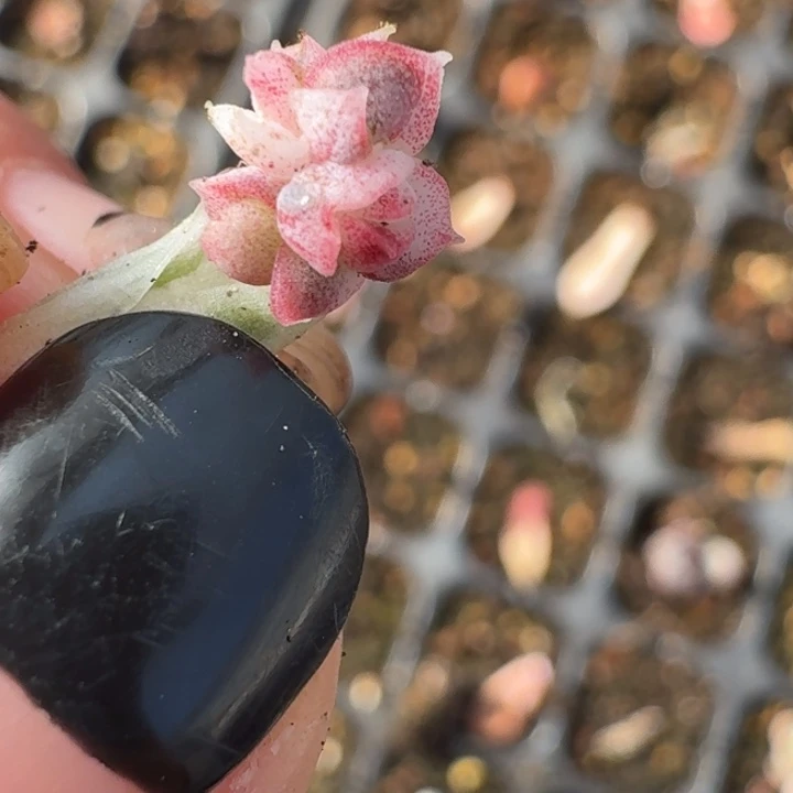 紫玲珑锦一物一拍222