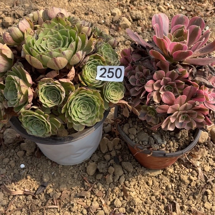 无花朵250多肉植物组合无售后