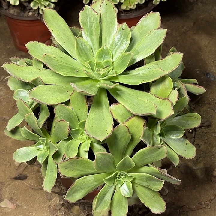 多肉植物玉龙观音锦30