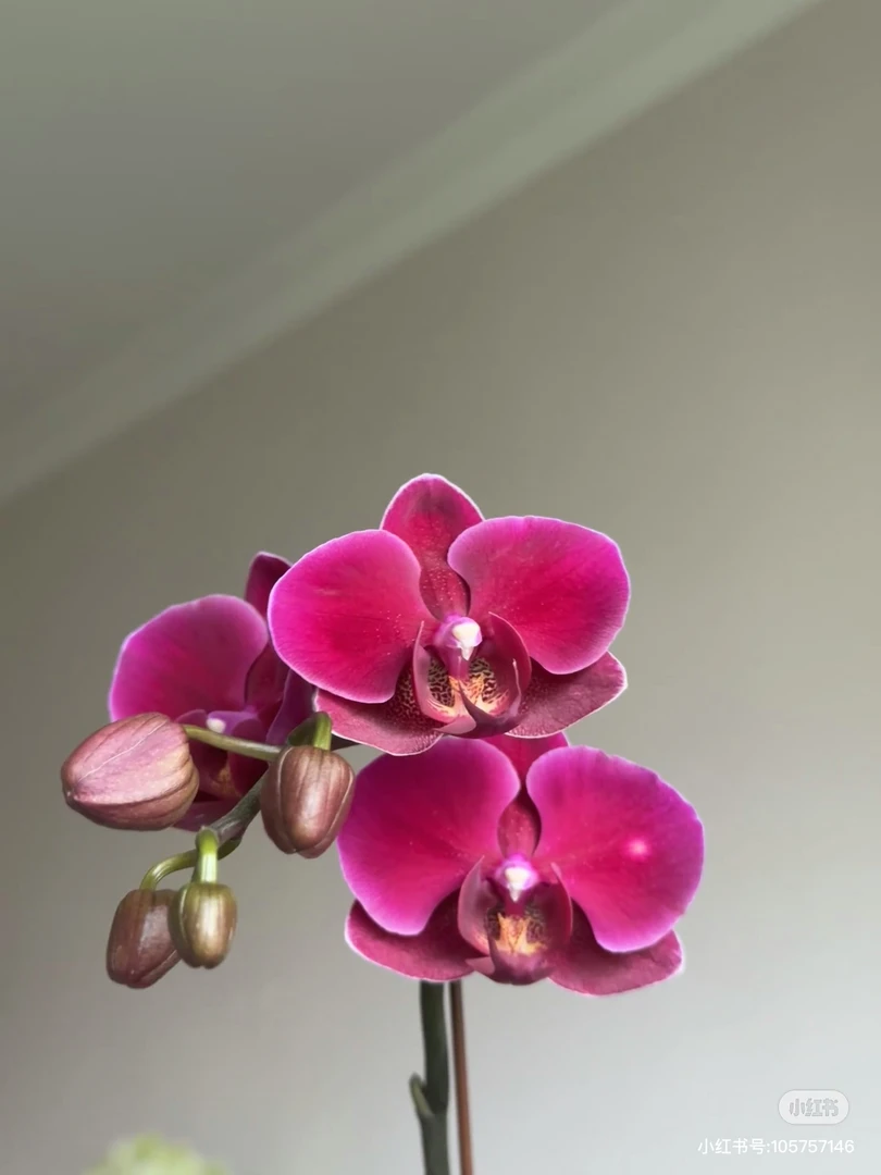 兰蝶汇「德班3.5」蝴蝶兰花卉