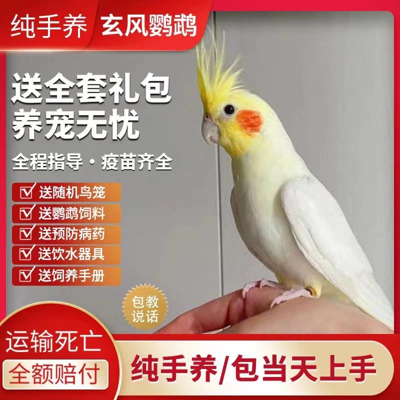 玄凤鹦鹉活体黄化玄凤会学说话可繁殖鸟手养宠物一对活物鹦鹉活鸟