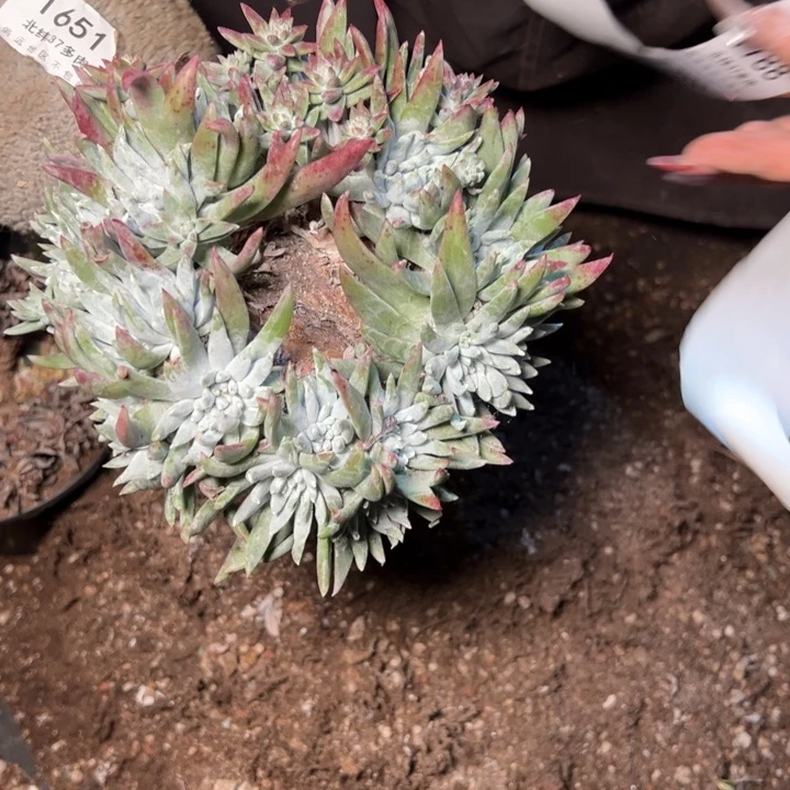 1786哈哈哈哈哈哈哈