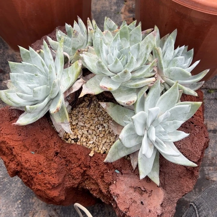 l***3谢谢姐姐～一物一拍10756