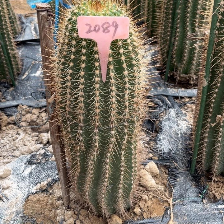 微***子牛牛微瑕2089号毛花柱