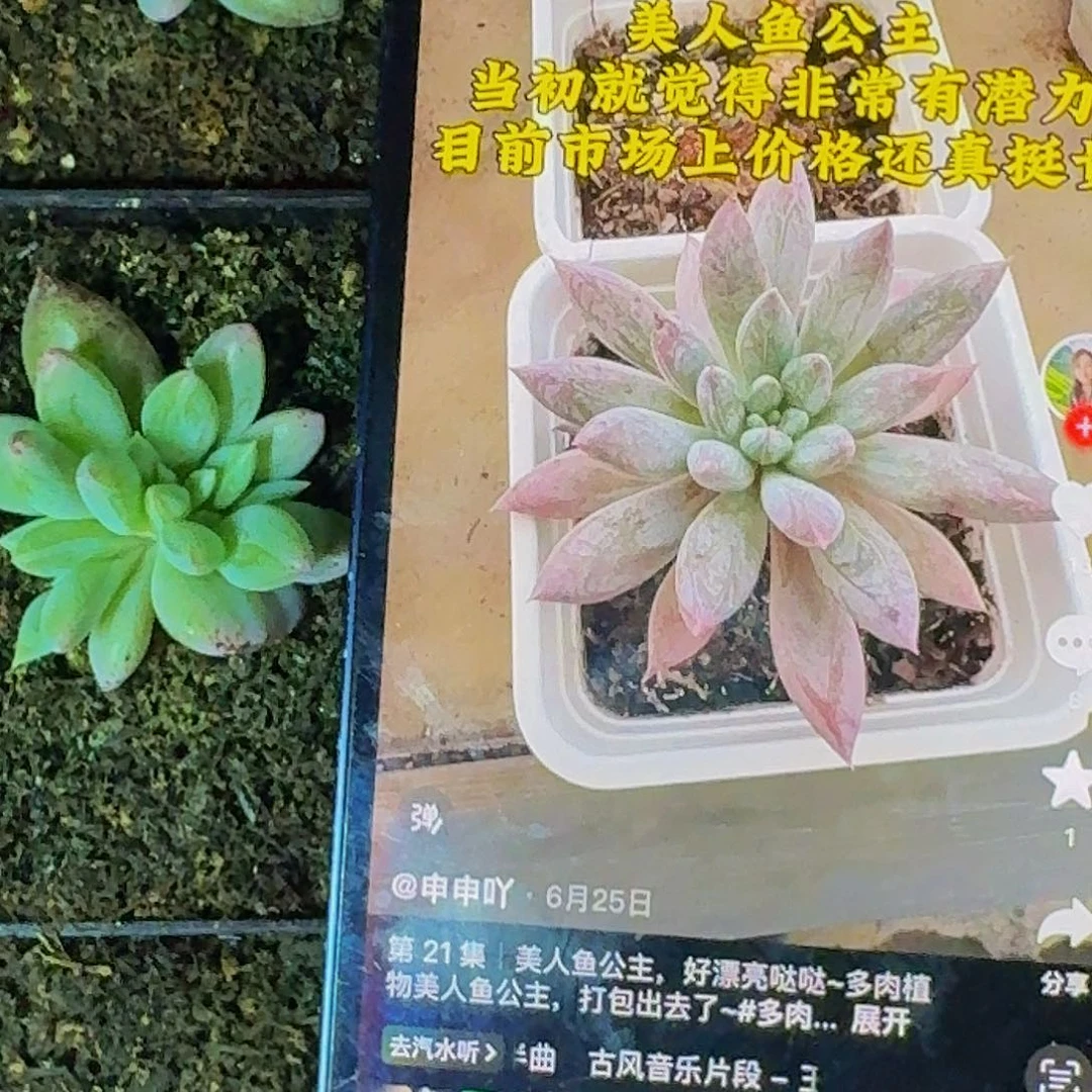 人鱼公主  叶插 一物一拍