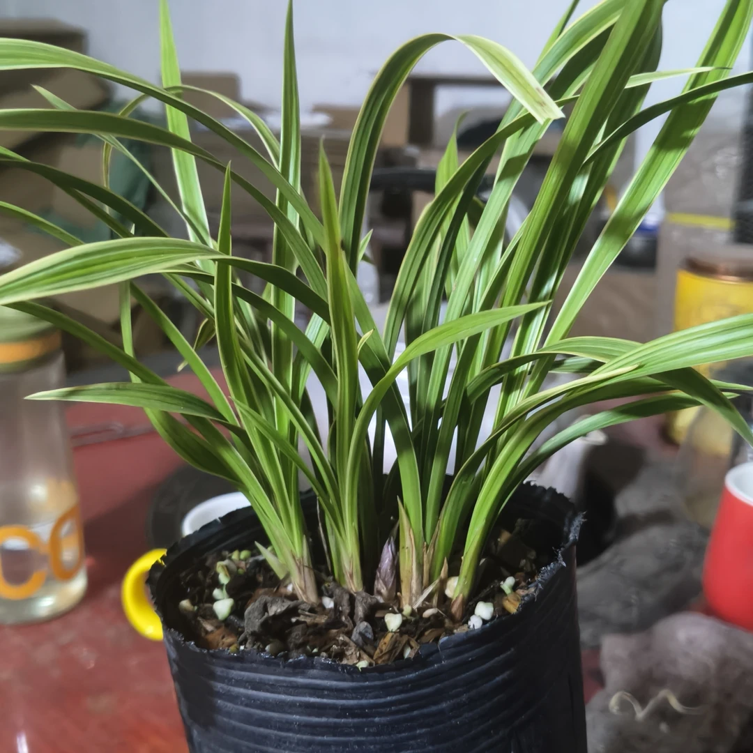 观赏兰自然种植直播间一物一拍绿植绿植盆栽花卉盆栽植物花卉
