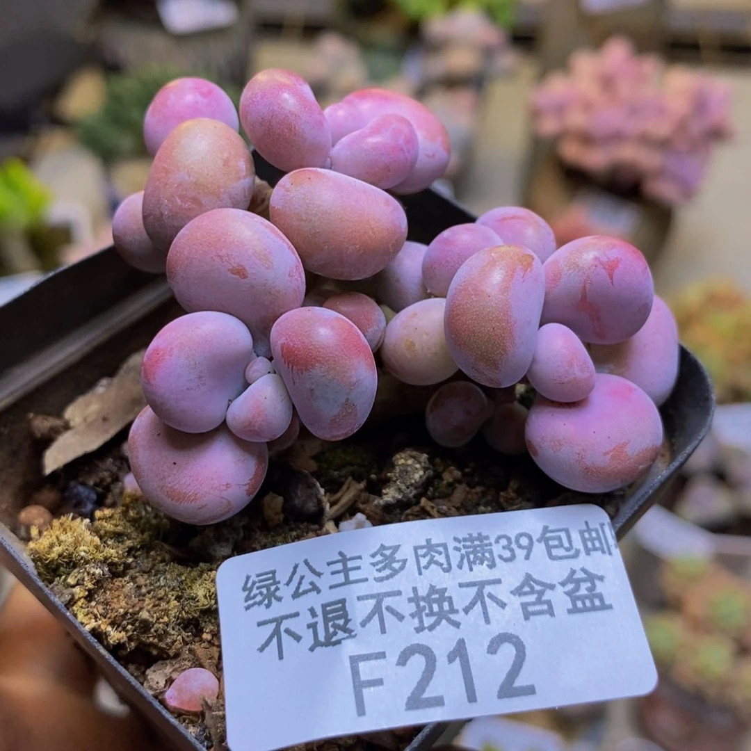212腰子桃蛋多肉4cm