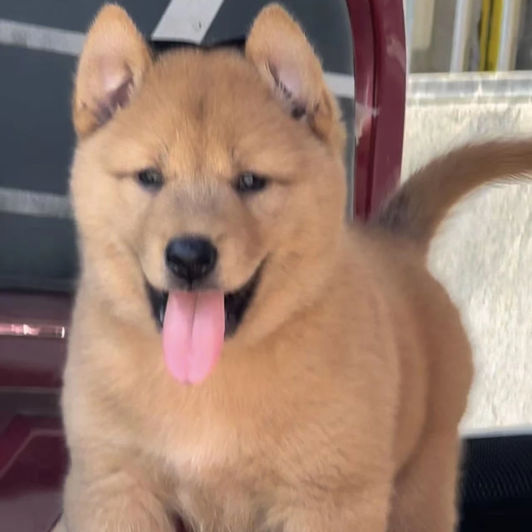 小黎活体宠物狗狗田园犬链接