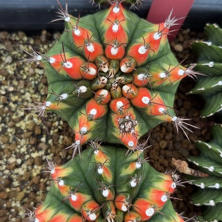 553-0722泰国发货