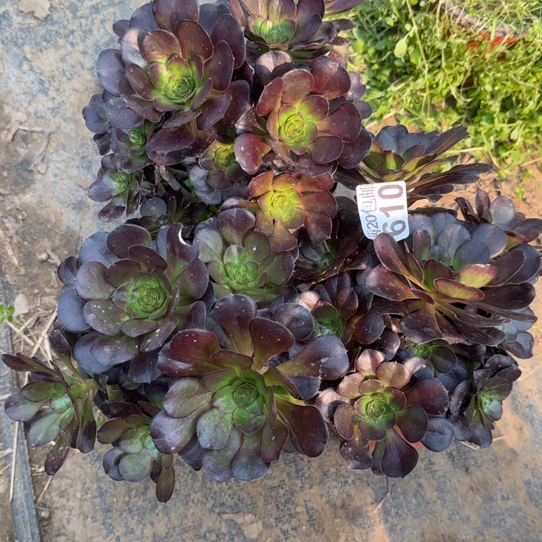 黑圆叶三盆包邮断枝不包