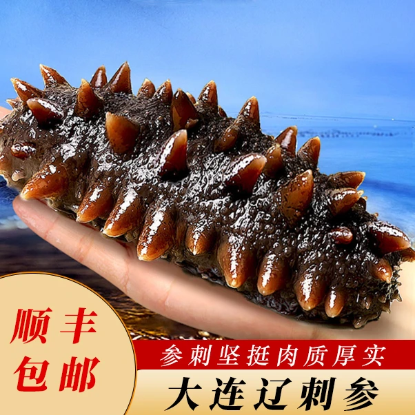 海参Q弹劲道 深海捕捞 鲜食即食海参 渔民直发 大连辽刺参高品质
