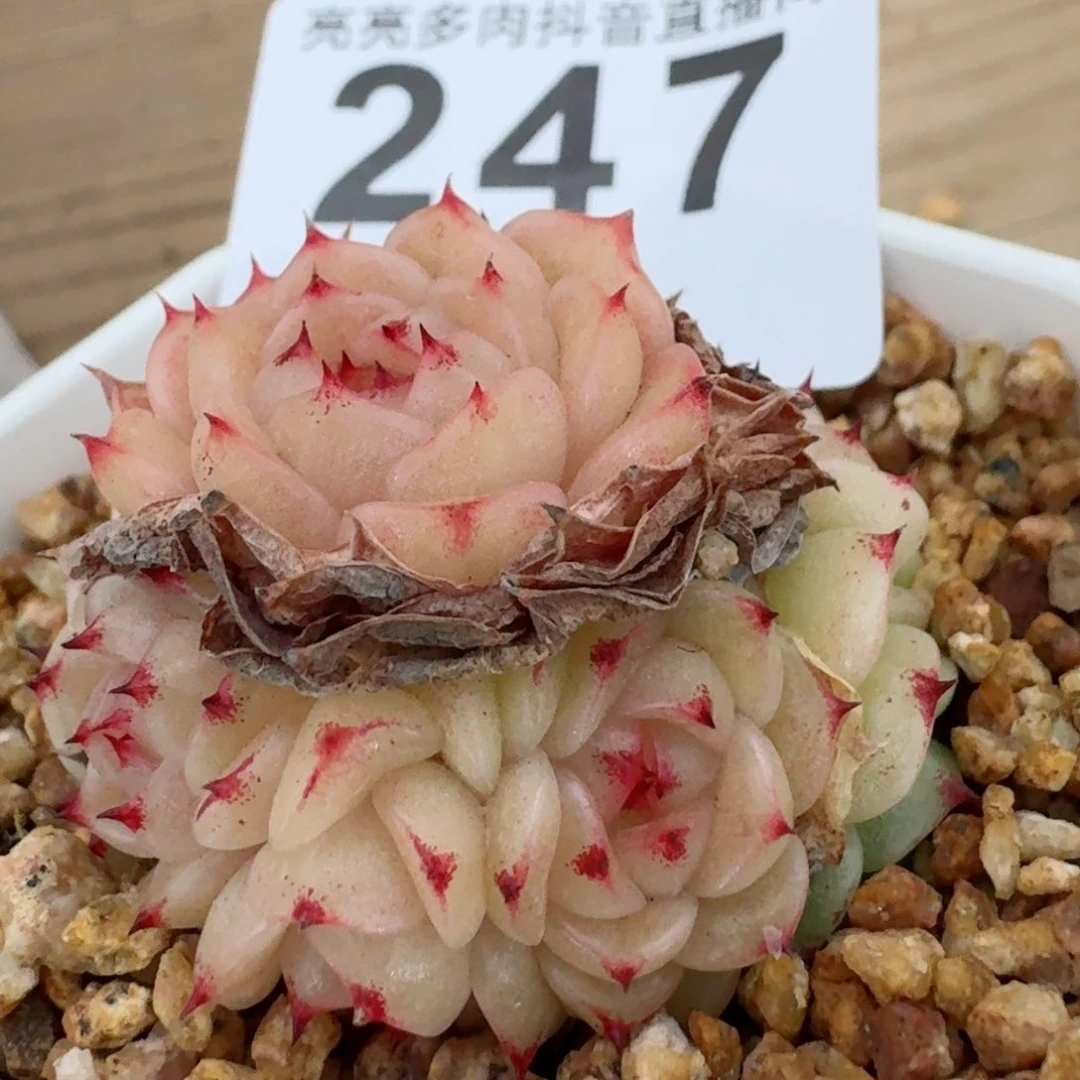 麦秆群生整装无砍