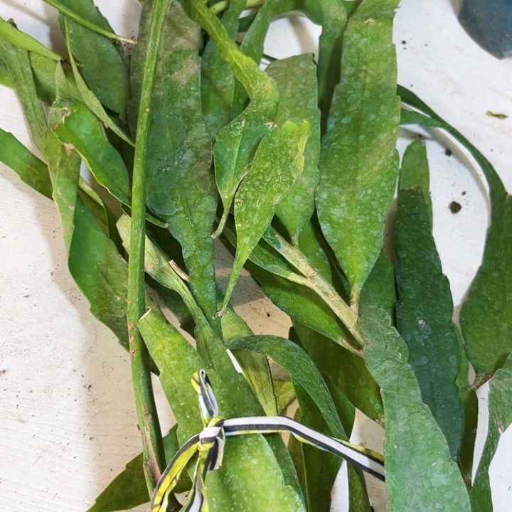 当前无花栽培后可以开花爱*827