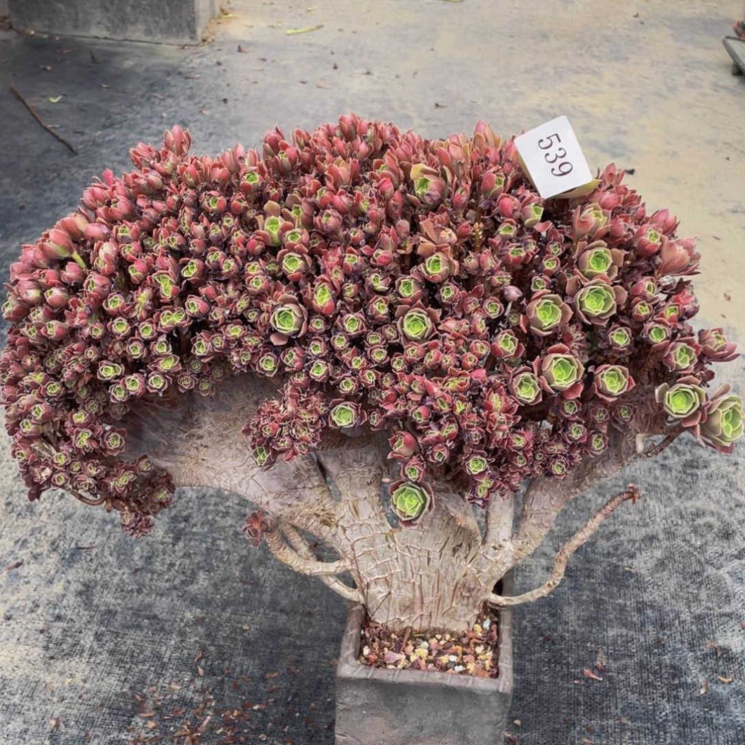 539号玫瑰朵朵有伤