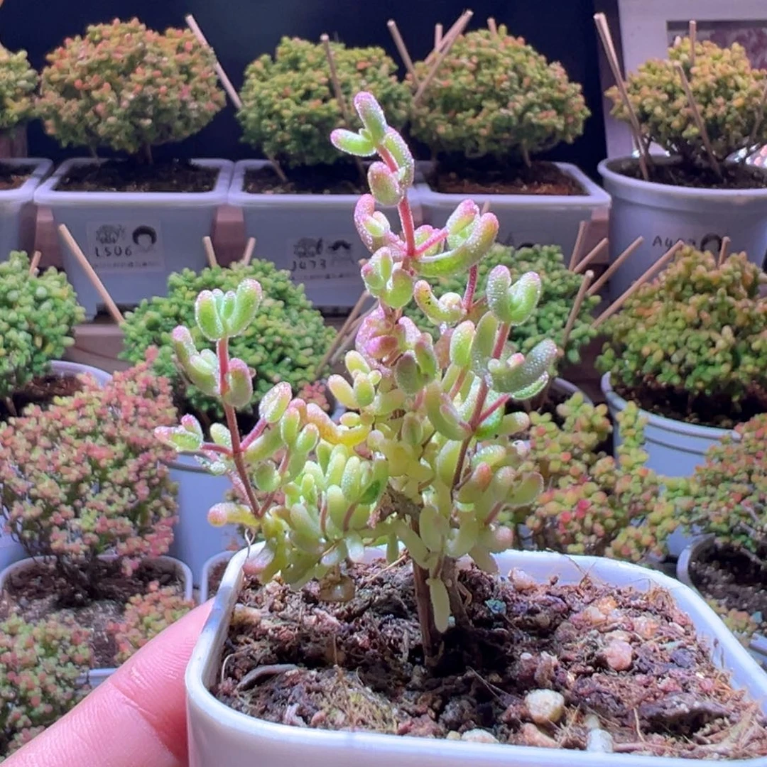 382米粒锦一物一拍带盆土发货