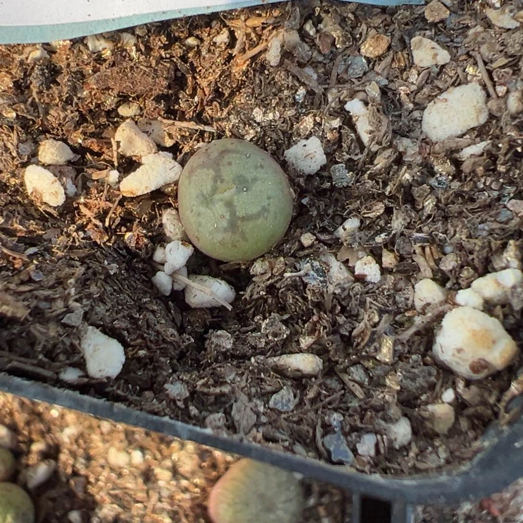 ?****?18-89肉锥多肉植物，