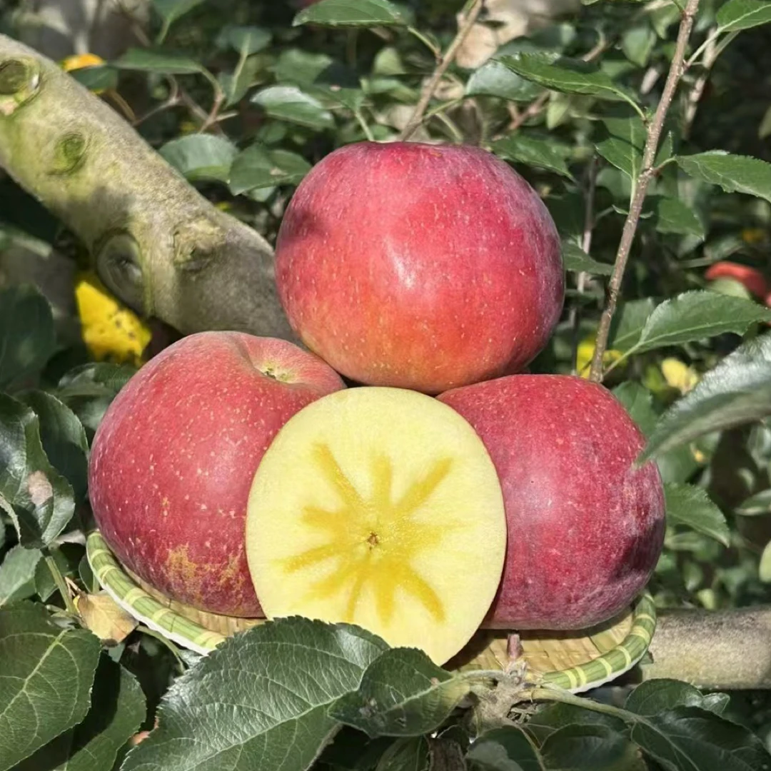 云南昭通冰糖心丑苹果新鲜现摘脆甜多汁产地直发糖心苹果