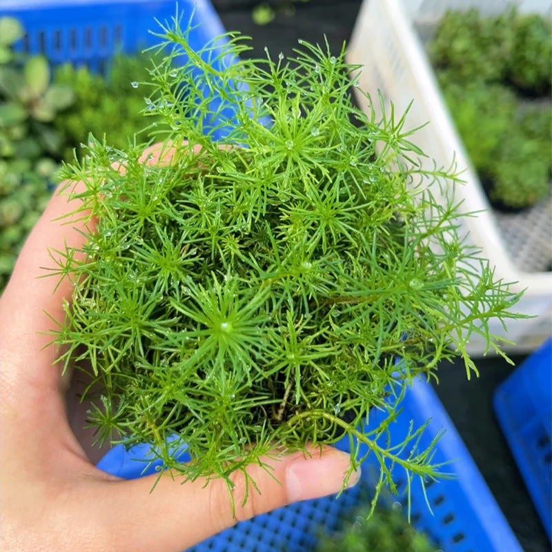 【北极杉/红松尾】新手水草坨草鱼缸造景中后景水草