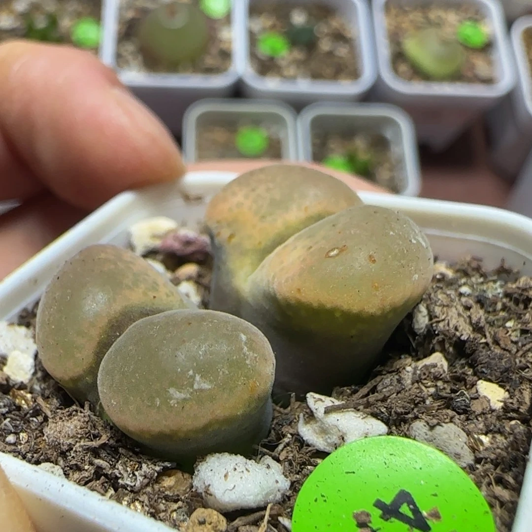 专拍漂亮多肉植物47